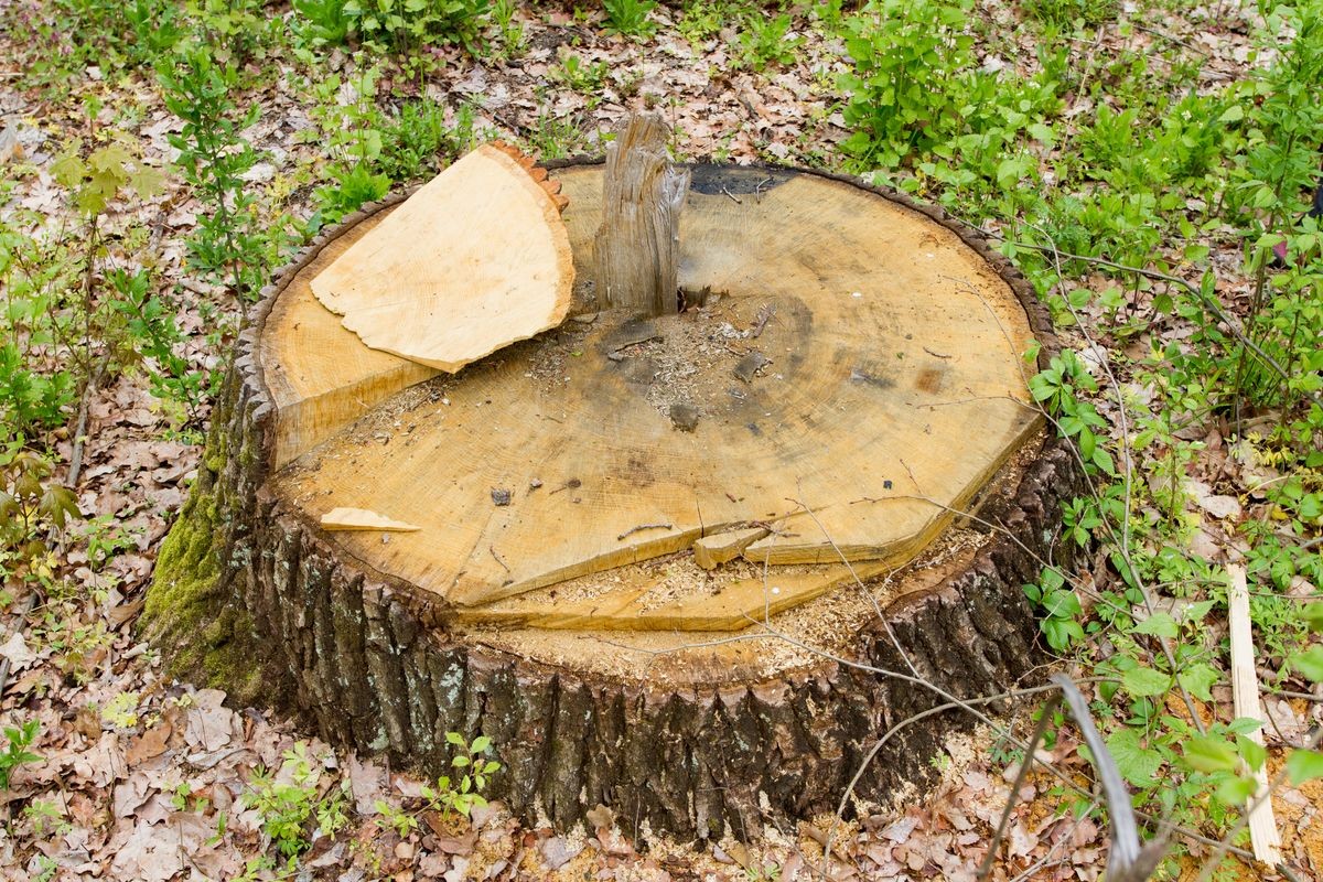 Stump Grinding