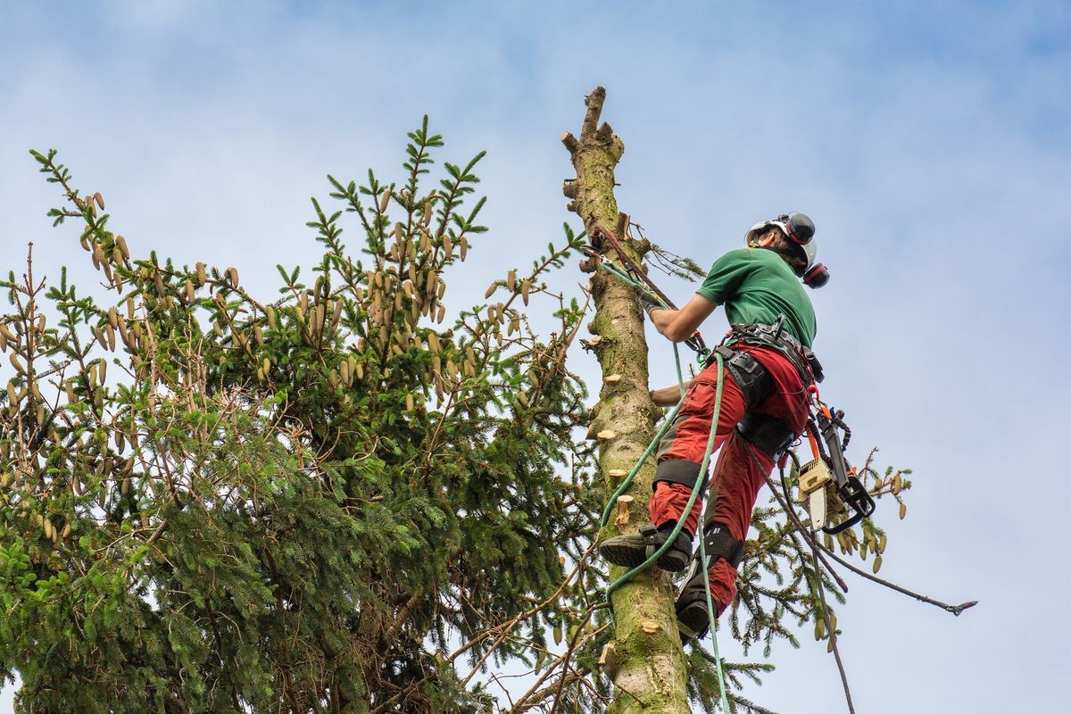 Pruning & Trimming